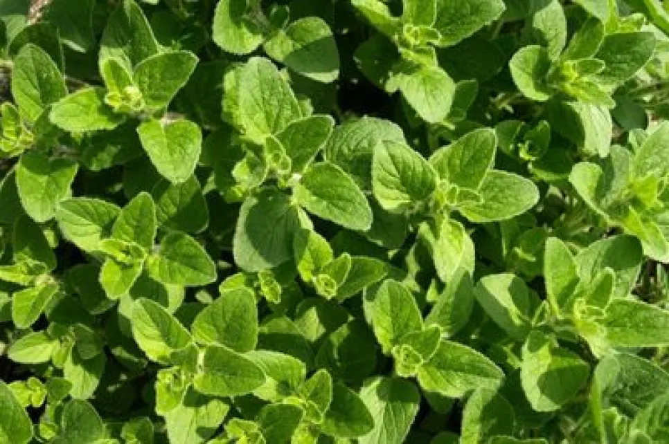 What is Izmir Oregano Extract?